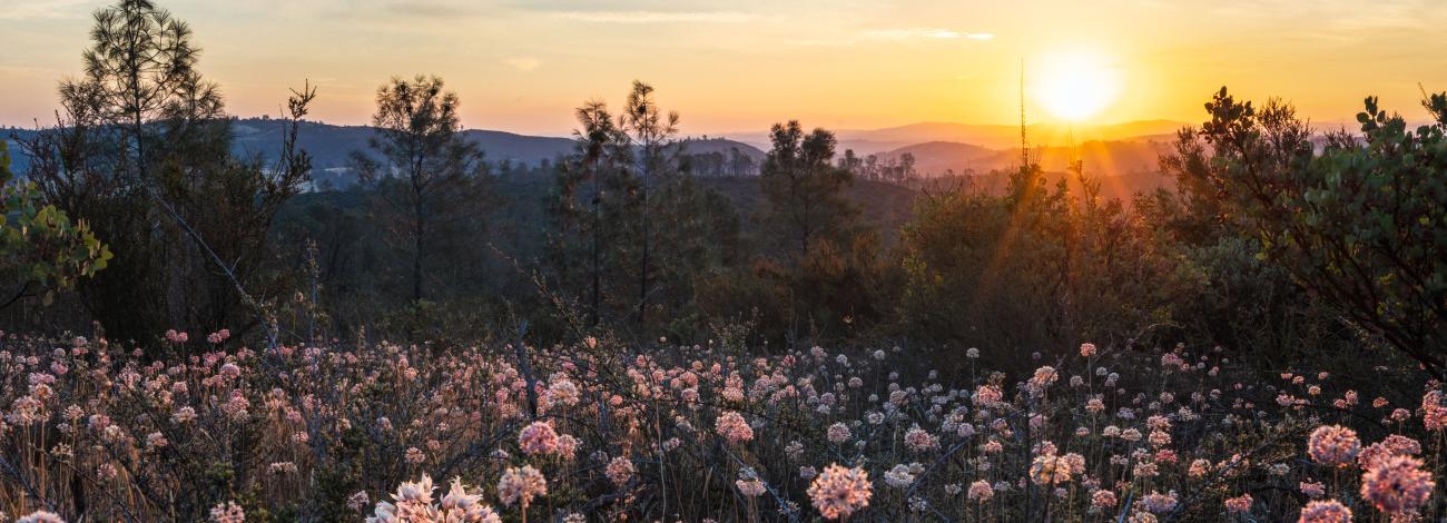 White/Pink flowers at sunrise with pine trees in the background.