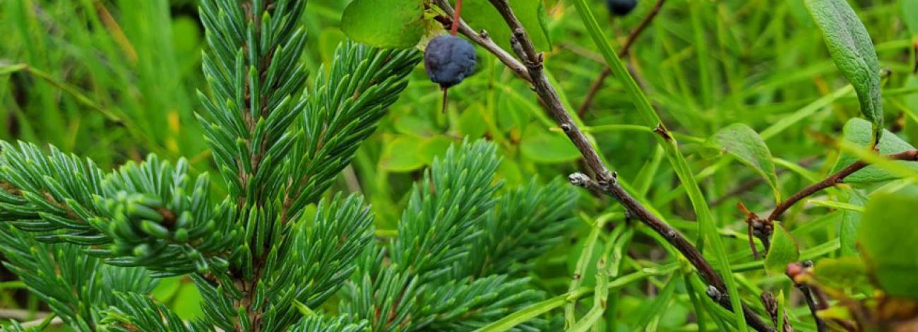 Blueberries in Alaska