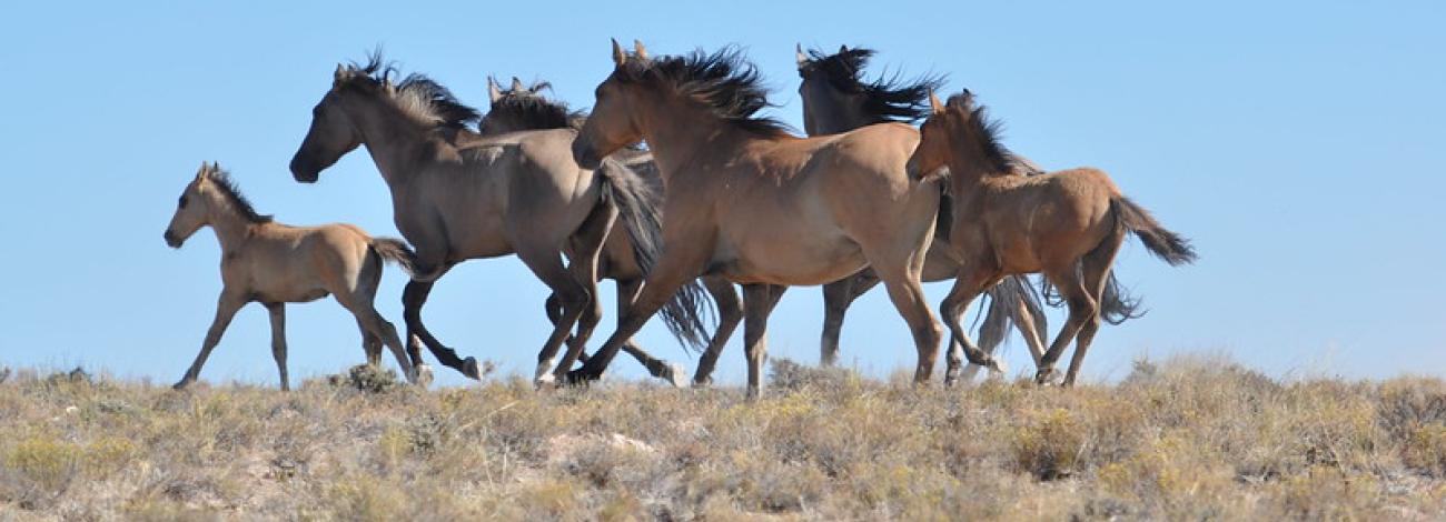 A group of wild horses running across the landscape with your foals.