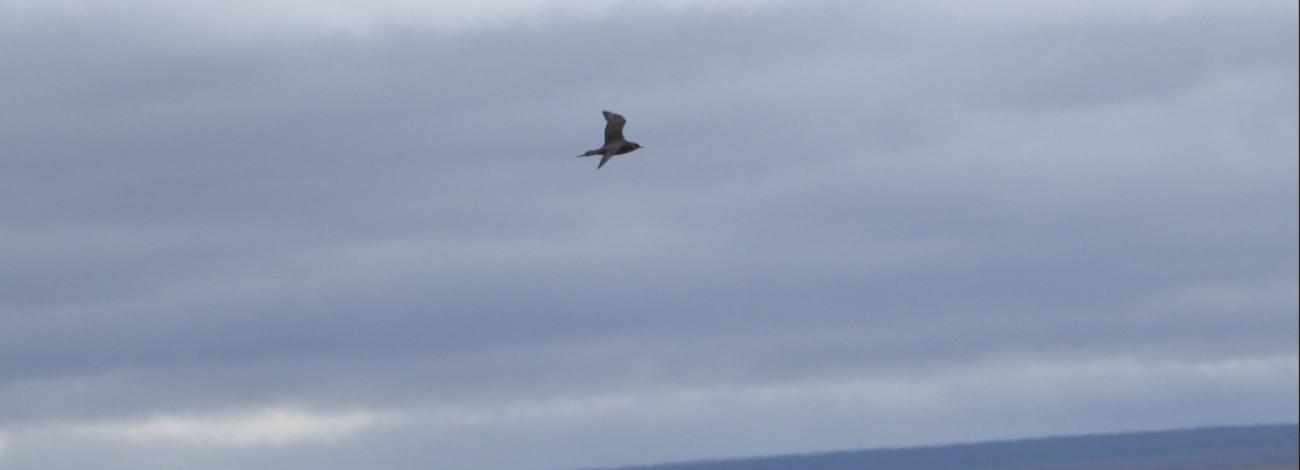 Bank swallow in flight against a cloudy background