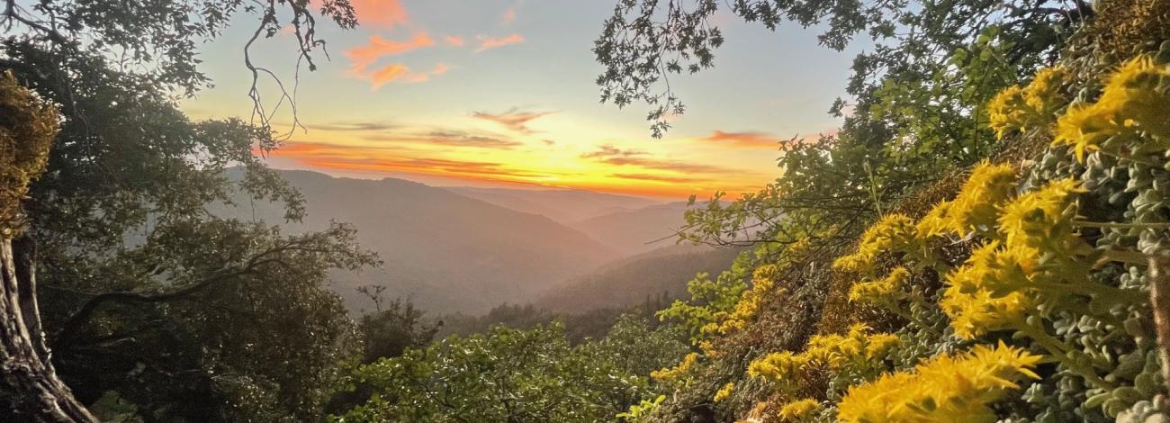 A sunset in a lush forest with yellow flowers in the foreground