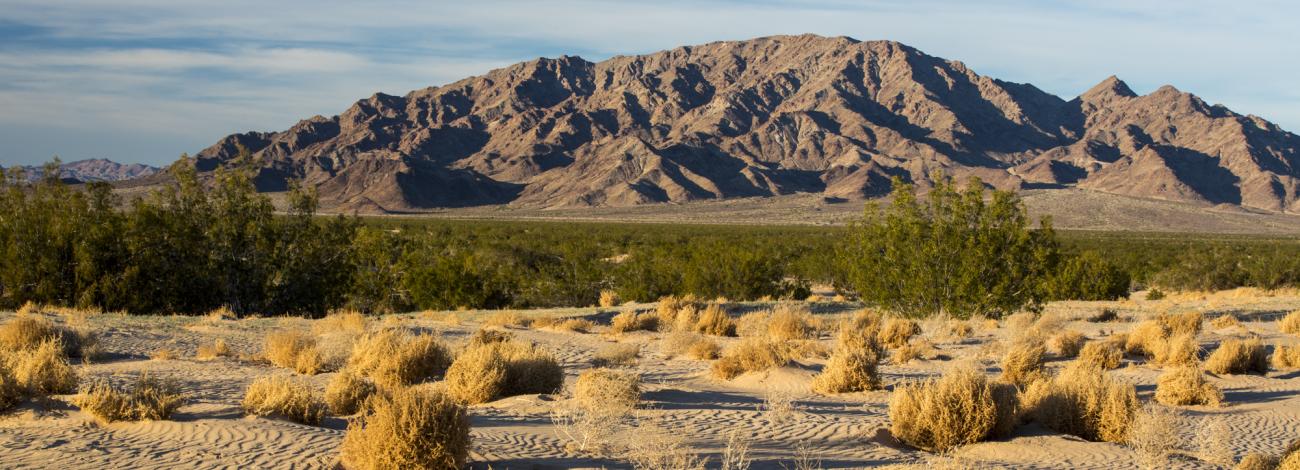Small sand dunes dotted with shrubs in front of a mountain.