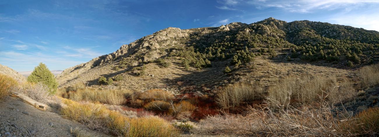 Image of a rocky hillside with green trees covering about half of it. Below the hillside, yellow, orange, and red vegetation covers the foreground of the photo. A bright blue sky is in the background of the image.