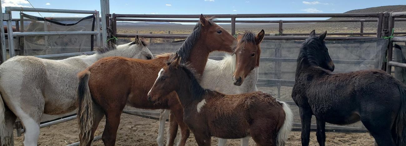 2020 PAISLEY DESERT EMERGENCY WILD HORSE GATHER