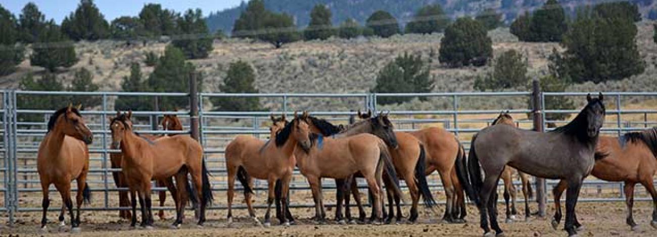 photo of wild horses and burros