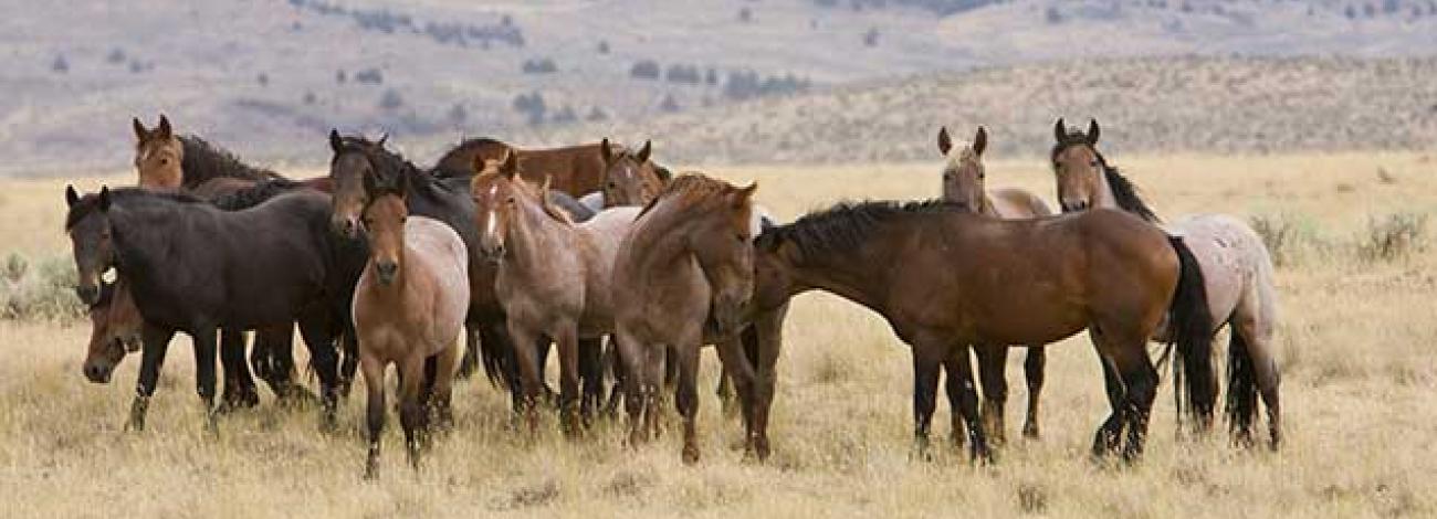 photo of wild horses and burros on the range