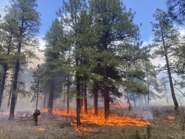 A wildfire creeps along the ground among trees during a prescribed burn