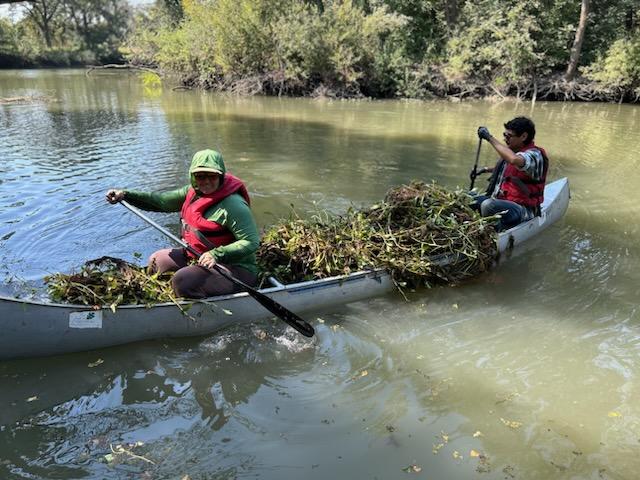 two people in a canoe transport weeds removed from shoreline