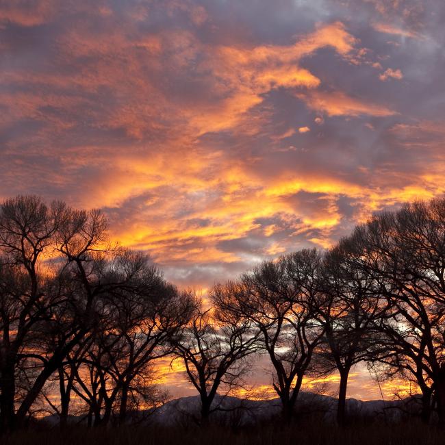 a grove of trees in a sunset