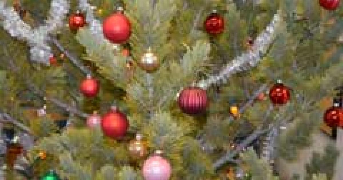 BLM Christmas Tree Permits Available | Bureau Of Land Management