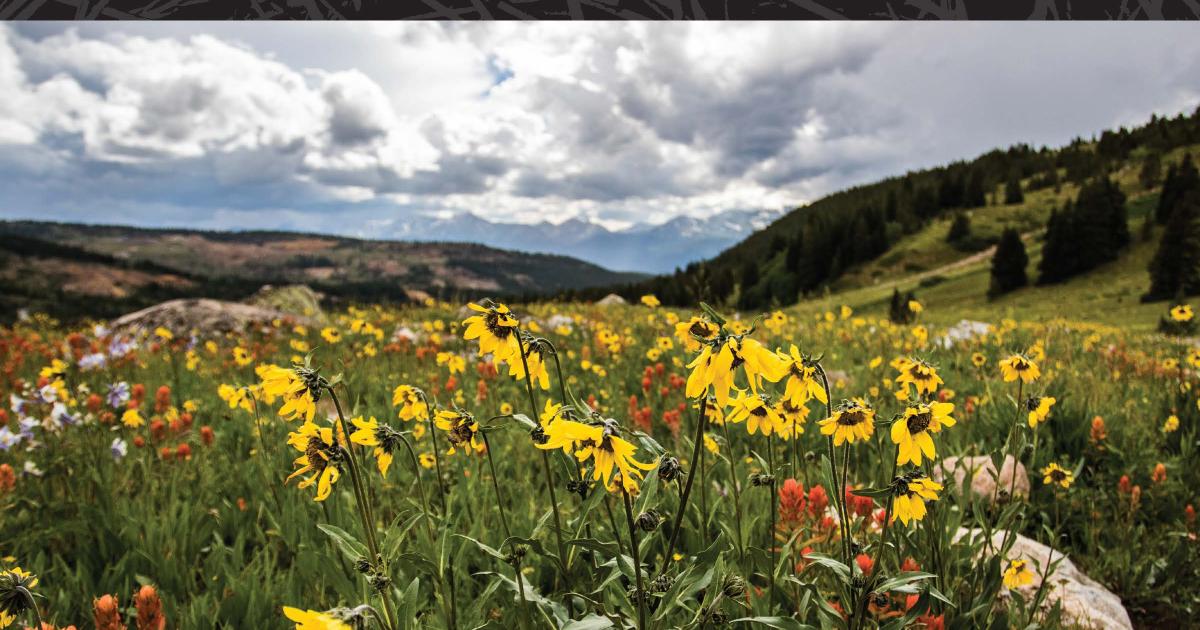 Recognizing Plant Families of the West | Bureau of Land Management