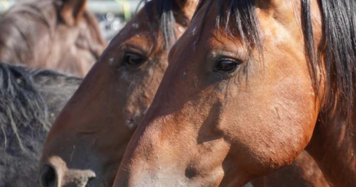 BLM To Host Wild Horse And Burro Event In Gainesville, Georgia | Bureau ...