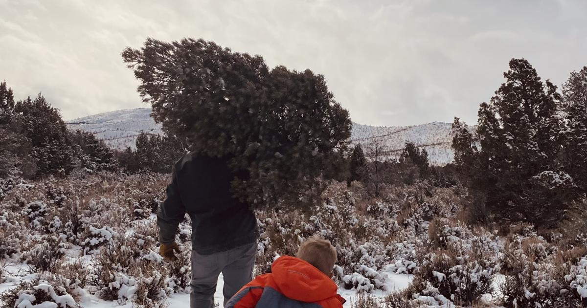 Blm Christmas Tree Permits Available Online And In-person, Starting 