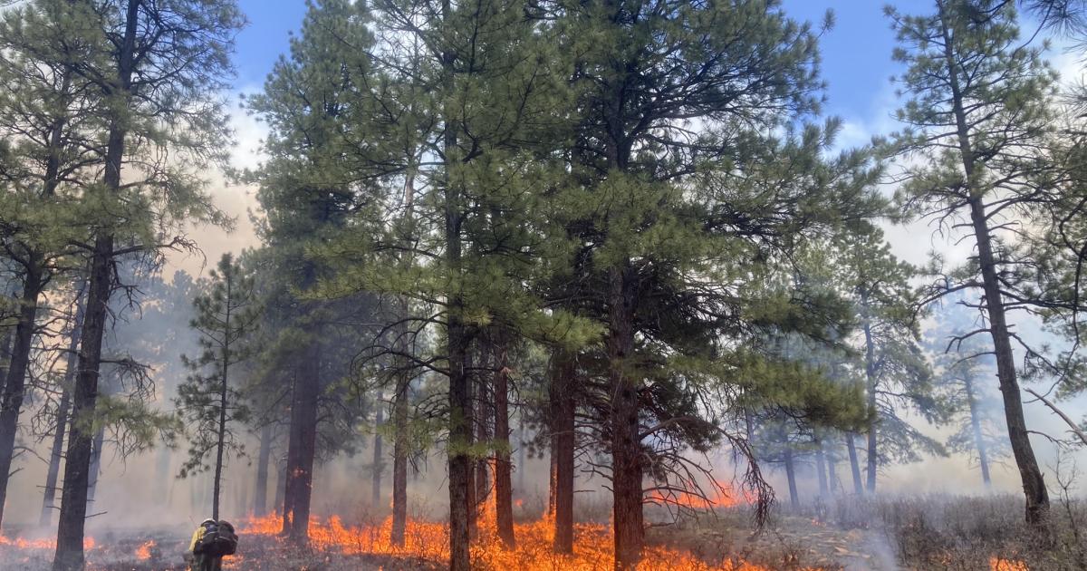 Bipartisan Infrastructure Law – Animas City Mountain Rx burn | Bureau of Land Management