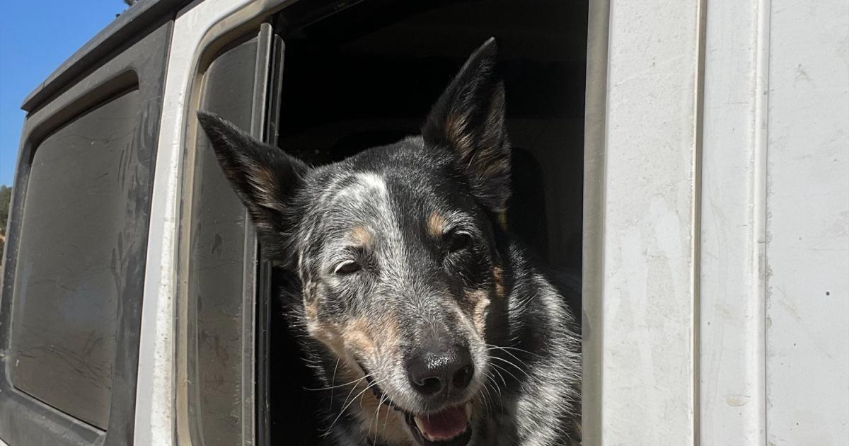 Service dogs doing their jobs on public lands | Bureau of Land Management