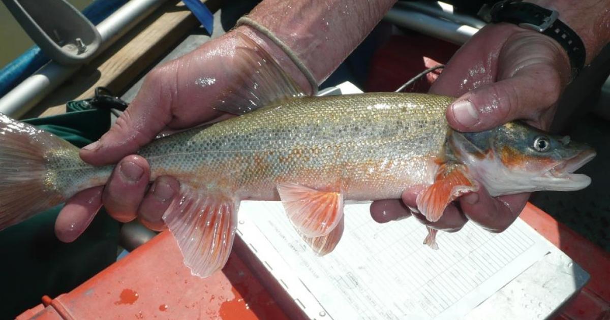 Utah's Community Fishing Program Works to Ensure Children Interact with the  Environment
