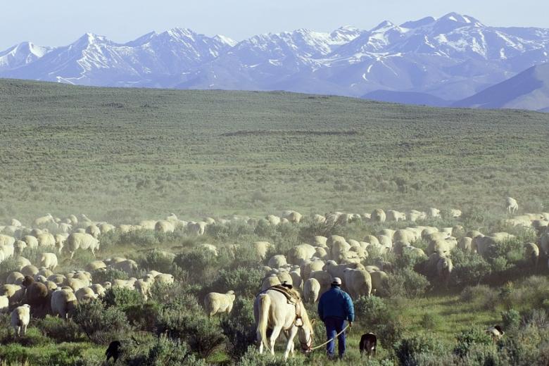 Rancher and his sheep move through public lands near Shoshone, Idaho with tall mountains in the distance.