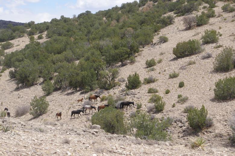 Photo of Horses on the Bordo Atravesado Herd Management Area