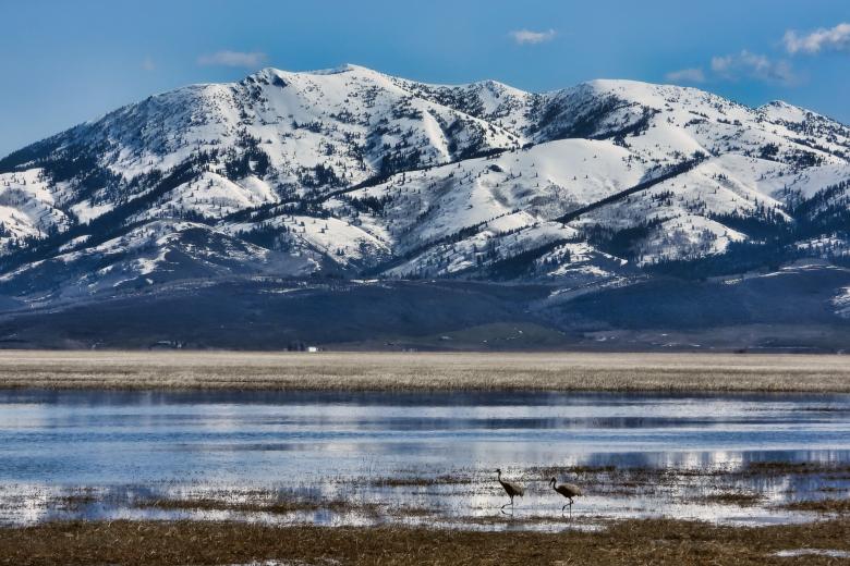sandhill cranes with Caribou Mountain behind