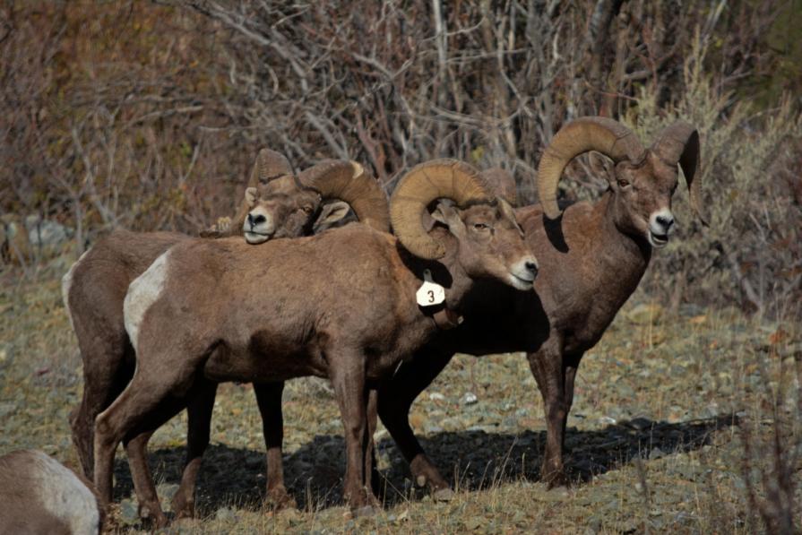 Several Eastern Oregon bighorn sheep stand together.  BLM Oregon photo.