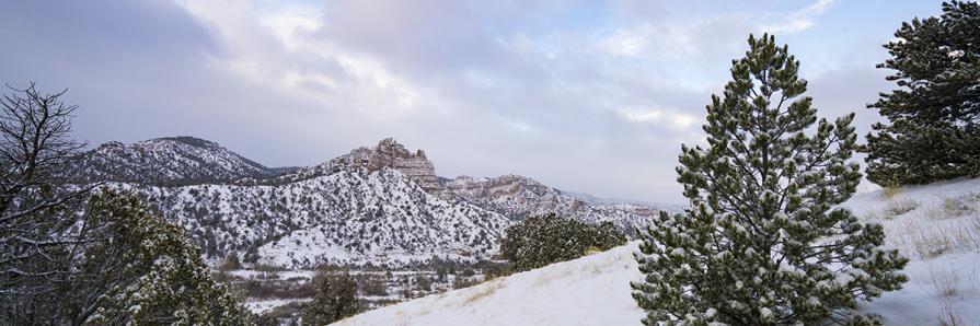 New Mexico Wood Cutting Permits