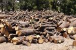 Firewood cutting in the Taos Field Office, New Mexico.