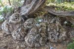 Young sage-grouse chicks huddle in the shade of sagebrush