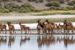 Herd of elk