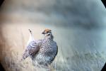 Male sharptail grouse in a mating dance on the lek. As viewed through a spotting scope.