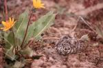 a sage-grouse chick huddles near a wildflower