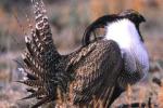 Gunnison sage-grouse male in profile