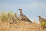 greater sage-grouse hen and brood of chicks