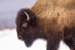 A wood bison stands in a snowy landscape