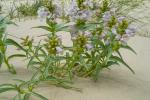 Penstemon haydenii