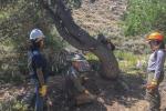 Four people wearing gloves and hardhats stand and kneel around a tree they are about to cut down.