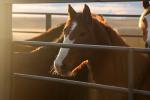 A sorrel horse with white face markings stands behind a metal fence panel with sun shining on its face. 