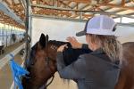 A person stands next to a brown horse brading it's mane.