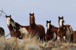 A group of four brown wild horses in the high desert