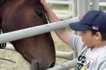 a photo of a child in a baseball hat petting a bay horse through a metal fence.