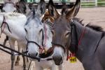Two burros stand next to each other