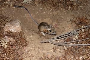 Stephens' Kangaroo Rat eating something in a small hole