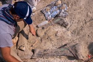 Man in blue hat crouches over partially revealed dinosaur bone in the ground
