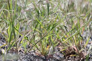 Cheatgrass, an invasive weed, grows on public land. (Photo by A. Hedrick)