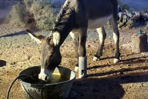 A burro drinks from a water trough