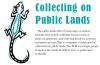 Illustration of lizard with text reading Collecting on Public Lands and a paragraph stating that this is a summary of what may be collected from public lands