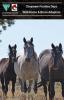 2019 CFD horse adoption catalog