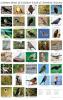 Many small squares that are like postage stamps on a page showing a different bird in each one. The name of each bird is under its square.