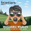 Alaska Frontiers podcast artwork: Watchable Wildlife, a "where to look for what" guide. Cartoon of Wildlife Biologist looking through binoculars at a moose in the distance.