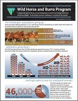 BLM Wild Horse And Burro Infographic | Bureau Of Land Management