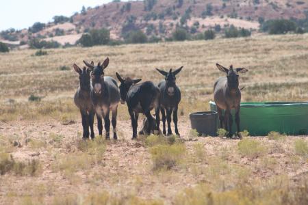 Wild burros near a watering area in the Canyonlands Herd Management Area.